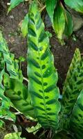 Calathea lancifolia or rattlesnake plant. This plant has green leaves, heavily marked above with dark blotches, purple below. It's native to Brazil and used as a houseplant in temperate regions. photo