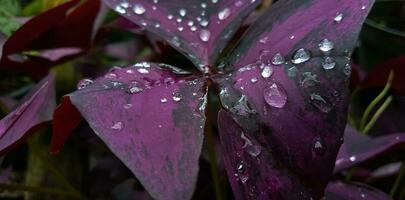Oxalis purpurea, Oxalis triangularis, natural background of blooming purple flowers. Leaves pattern background with water drop. photo