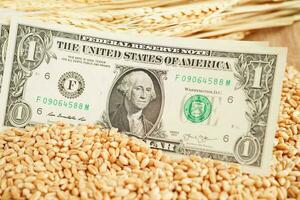 Wheat grains with US dollar banknotes, trade export and economy concept. photo