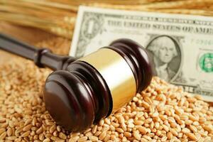 Wheat grains with US dollar banknotes, trade export and economy concept. photo