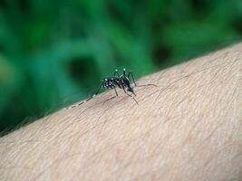 un mosquito en humano piel y chupar humano sangre foto