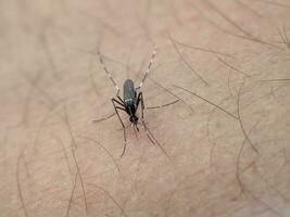 un mosquito en humano piel y chupar humano sangre foto