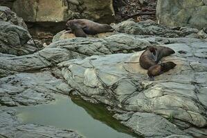 wild seals sleeping photo