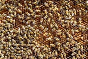 Abstract hexagon structure is honeycomb from bee hive filled photo