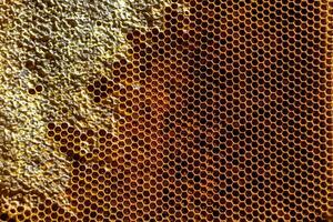 Drop of bee honey drip from hexagonal honeycombs filled with golden nectar photo