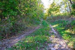 Photography on theme beautiful footpath in wild foliage woodland photo