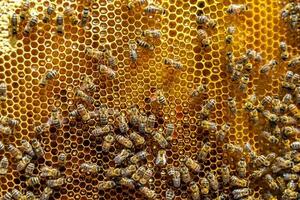 Abstract hexagon structure is honeycomb from bee hive filled photo