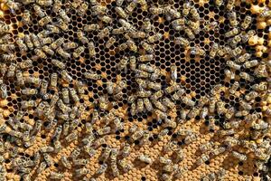 Abstract hexagon structure is honeycomb from bee hive filled photo