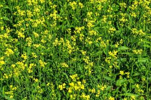 Photography on theme fine wild growing flower mustard on background meadow photo