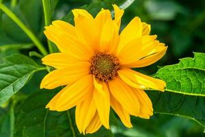 Fine wild growing flower aster false sunflower on background meadow photo