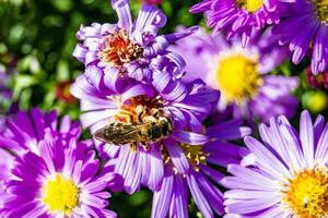 Beautiful wild flower winged bee on background foliage meadow photo