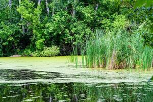 Beautiful grass swamp reed growing on shore reservoir in countryside photo