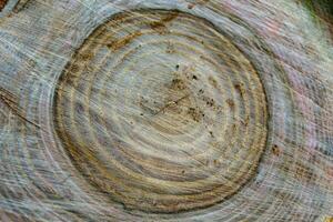 Beautiful wooden fracture old oak, natural texture close up photo