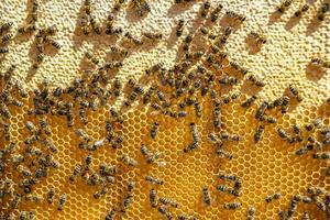 Abstract hexagon structure is honeycomb from bee hive filled photo