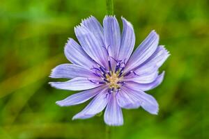 Beauty wild growing flower chicory ordinary on background meadow photo