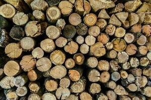 Photography on theme big wall of stacked oak tree logs in cracks photo