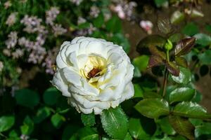 Photography on theme beautiful wild growing flower rose photo