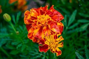 Fine wild growing flower marigold calendula on background meadow photo