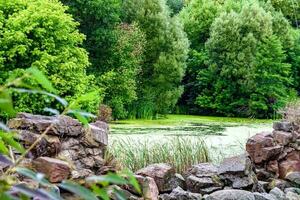 Beautiful grass swamp reed growing on shore reservoir in countryside photo