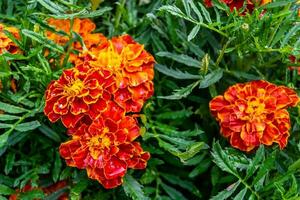 Fine wild growing flower marigold calendula on background meadow photo