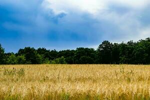 Photography on theme big wheat farm field for organic harvest photo