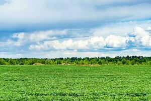 Beautiful horizon scenery in village meadow on color natural background photo