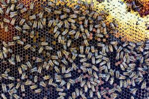 Abstract hexagon structure is honeycomb from bee hive filled photo