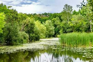 Beautiful grass swamp reed growing on shore reservoir in countryside photo