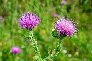 Hermosa flor creciente cardo de raíz de bardana en pradera de fondo foto