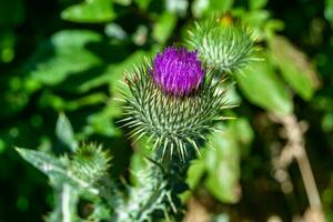 Beautiful growing flower root burdock thistle on background meadow photo