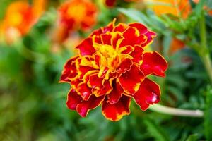 Fine wild growing flower marigold calendula on background meadow photo