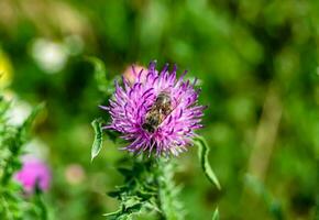 Beautiful wild flower winged bee on background foliage meadow photo