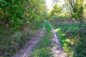 Photography on theme beautiful footpath in wild foliage woodland photo