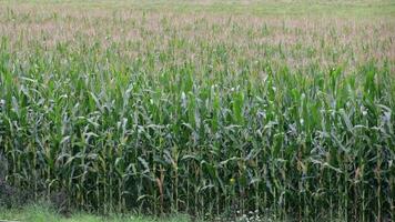 Corn field in windy weather in September video