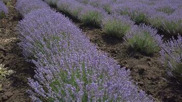 blühen Lavendel Feld im sonnig Wetter video