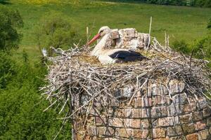 a stork hatches its chicks in nest on top of tall old brick chimney photo