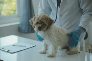 veterinario examinando perro y gato. perrito y gatito a veterinario doctor. animal clínica. mascota cheque arriba y vacunación. salud cuidado. foto