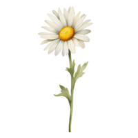 watercolor daisy, AI Generative png