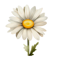 watercolor daisy, AI Generative png