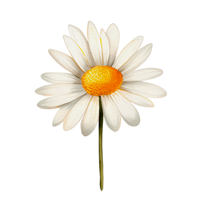 Daisy PNGs for Free Download