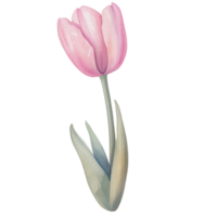 watercolor beautiful pink tulips, tulips flower basket, AI Generative png