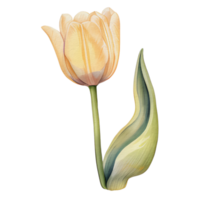 acuarela hermosa amarillo tulipanes, tulipanes flor cesta, ai generativo png