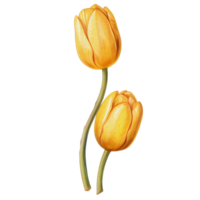 acuarela hermosa amarillo tulipanes, tulipanes flor cesta, ai generativo png