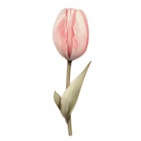 watercolor beautiful pink tulips, tulips flower basket, AI Generative png