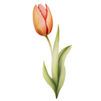 waterverf mooi roze oranje tulpen, tulpen bloem mand, ai generatief png