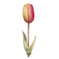 watercolor beautiful pink red tulips, tulips flower basket, AI Generative png