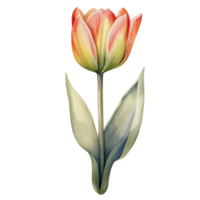 aquarelle magnifique Orange tulipes, tulipes fleur panier, ai génératif png