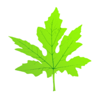 maple leaf shape png