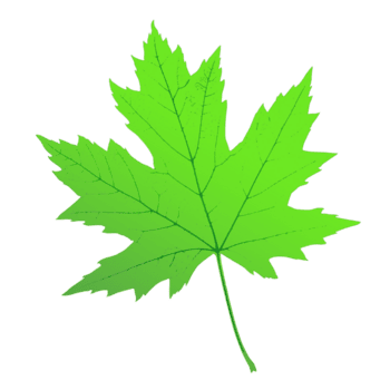 érable feuille forme png
