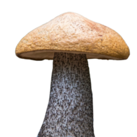 icône champignon de forêt png